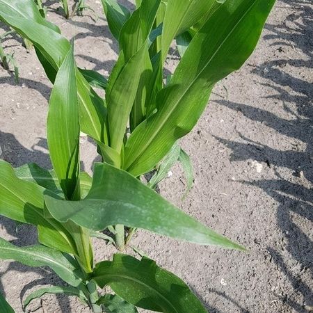 FARMS04 - FARMGREEN GmbH