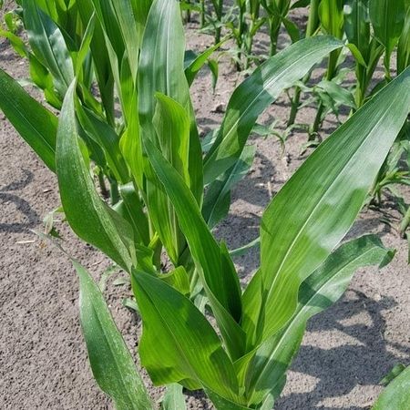 FARMS04 - FARMGREEN GmbH